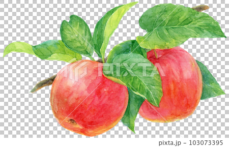 5 AN APPLE A DAY – PART 1 | Fruit art drawings, Fruit painting, Apple  painting