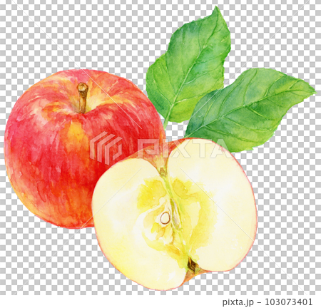 Illustration of an apple drawn in watercolor, a fruit cut in half and a whole fruit, an apple leaf 103073401