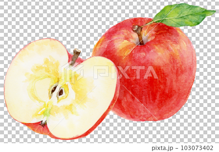 水彩畫蘋果的插圖,水果切成兩半,整個水果 水彩畫蘋果的插圖,水果切成兩半,整個水果 103073402