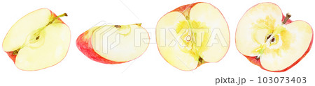 水彩で描いた様々なカットりんごのイラスト 103073403