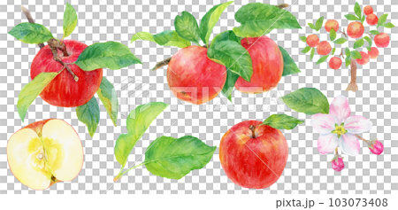 水彩畫的各種蘋果、樹枝、樹木和花朵的插圖素材集 103073408