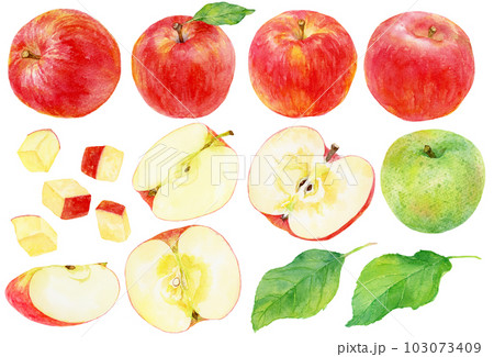 水彩で描いた様々なリンゴのイラスト リンゴの断面や青りんごも含む