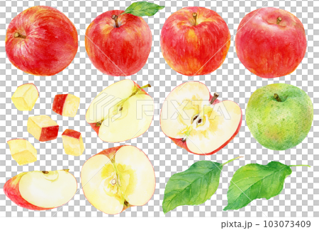 水彩で描いた様々なリンゴのイラスト リンゴの断面や青りんごも含む
