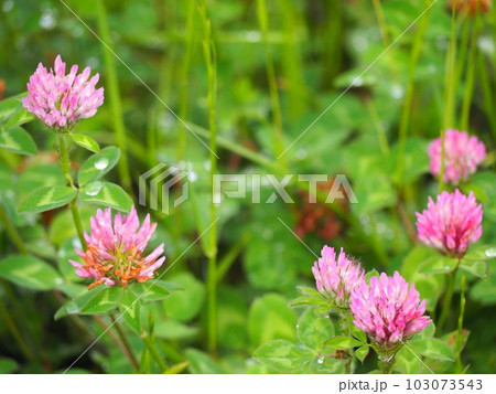 アカツメクサ 103073543