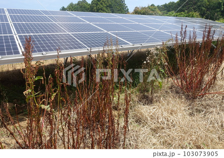 除草剤を散布し雑草が枯れた太陽光発電所 除草剤を散布し雑草が枯れた太陽光発電所 103073905