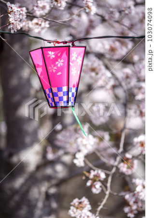 桜とランタン　春の花見のイメージ 103074098
