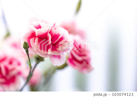 カーネーションの花 103074123