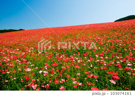 天空のポピー4 天空のポピー4 103074161