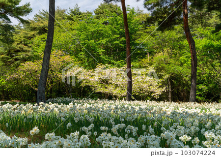 木陰に咲くスイセン 103074224