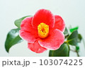 椿　玉ノ浦 103074225