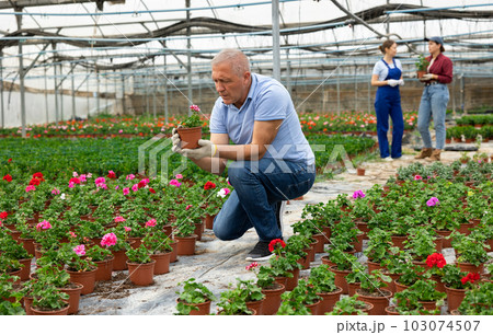 Adult man holding flower pot with peralgonia 103074507