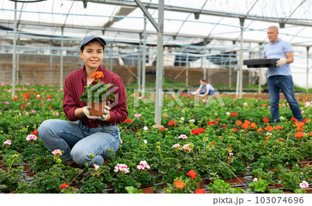Female staff in overall of large greenhouse checks young primrose shoots. Female staff in overall of large greenhouse checks young primrose shoots. 103074696