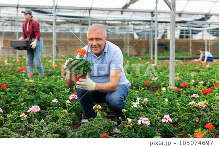 Old man worker sitting down holding a pot of geranium flower in greenhouse Old man worker sitting down holding a pot of geranium flower in greenhouse 103074697