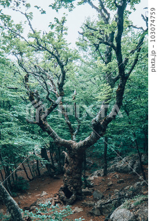 A tall old tree, towering over the rest of the trees A tall old tree, towering over the rest of the trees 103074759