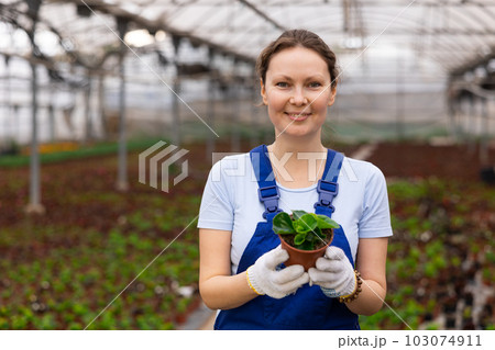 Middle-aged woman worker standing in greenhouse and holding pot of peperomia 103074911