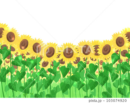 ひまわり畑 ひまわり畑 103074920