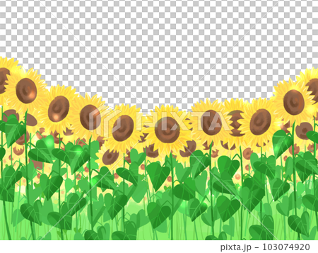 ひまわり畑 ひまわり畑 103074920