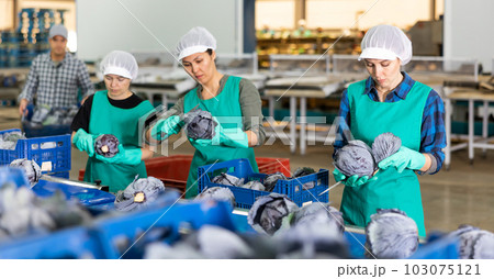Female employees of vegetable factory sorting red cabbages on conveyor line Female employees of vegetable factory sorting red cabbages on conveyor line 103075121