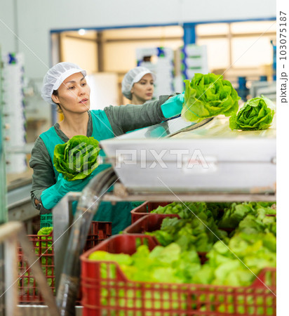 Focused female worker checking lettuce on conveyor belt of sorting line 103075187