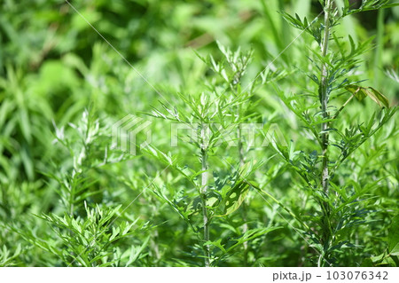 初夏のヨモギ(蓬) 初夏のヨモギ(蓬) 103076342