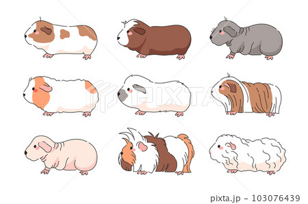 Vector Guinea Pig Breeds Collection - Isolated set of american, crested, skinny, himalayan, merino, silky, teddy, sheba guinea pigs. 103076439