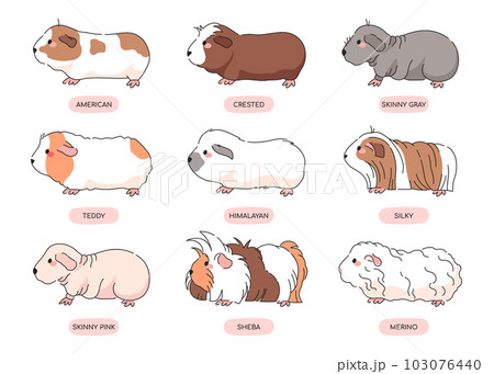 The Complete List Of All Guinea Pig Breeds! – GuineaDad