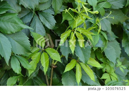 Wild grape leaf background, selective focus, green hedge Wild grape leaf background, selective focus, green hedge 103076525