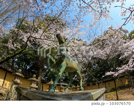 桜と祓戸社前銅馬 103076570