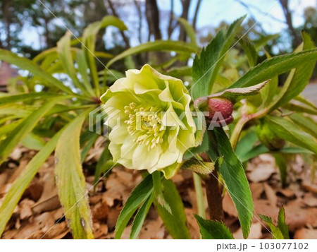 クリスマスローズの花  (有茎種) 103077102