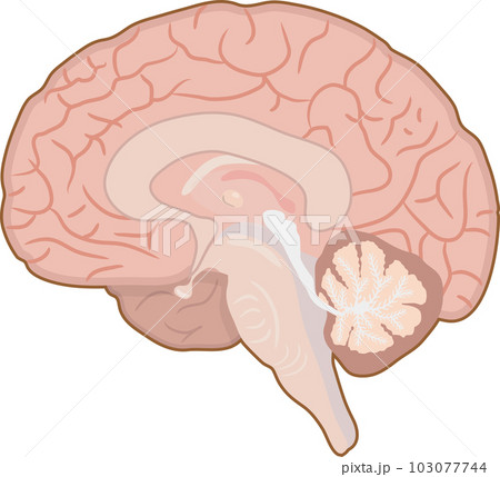 脳 脳 103077744