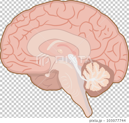 brain  103077744