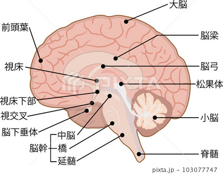 名称付きの脳 名称付きの脳 103077747