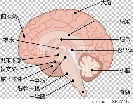 名称付きの脳 名称付きの脳 103077747