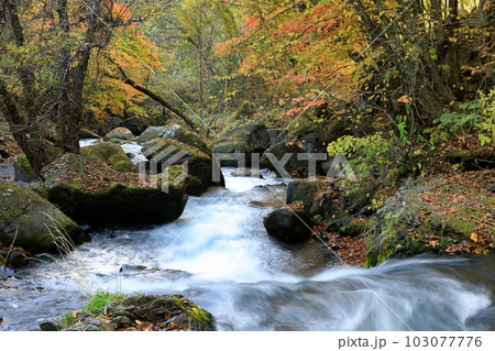 信州蓼科高原の紅葉の蓼科大滝 信州蓼科高原の紅葉の蓼科大滝 103077776