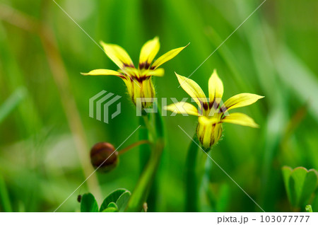 庭石菖(にわぜきしょう)の黄花 103077777