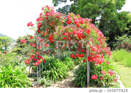 アカオフォレスト 「コレクションガーデン」 アカオフォレスト 「コレクションガーデン」 103077828