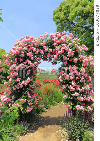 アカオフォレスト 「コレクションガーデン」 アカオフォレスト 「コレクションガーデン」 103077829