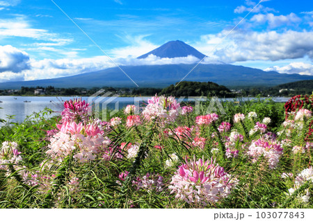 クレオメ咲く河口湖大石公園から望む夏富士　山梨県河口湖町 103077843