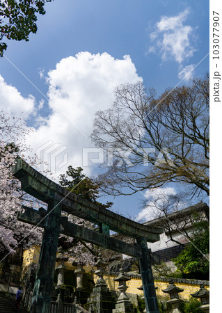 春の金比羅宮(桜馬場西詰銅鳥居) 春の金比羅宮(桜馬場西詰銅鳥居) 103077907