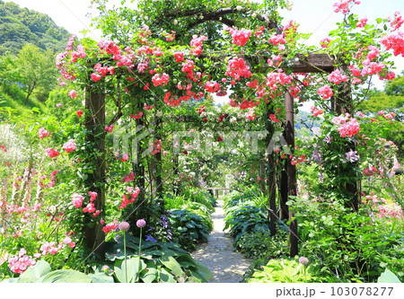 アカオフォレスト　「ウェディングガーデン」と「プロポーズガーデン」 103078277