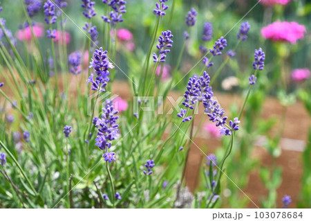 イングリッシュラベンダー イングリッシュラベンダー 103078684