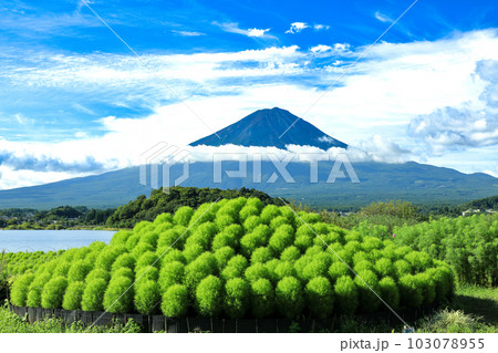 爽やかな河口湖大石公園の湖畔から新緑のコキアと富士山を望む 爽やかな河口湖大石公園の湖畔から新緑のコキアと富士山を望む 103078955