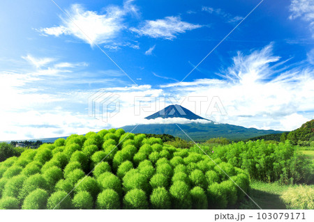 河口湖大石公園の散策路から新緑のコキアと富士山を望む 103079171
