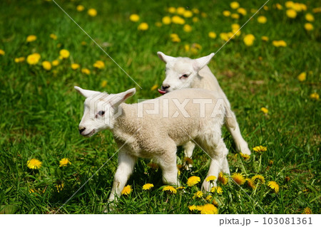 外で遊ぶ子羊 103081361