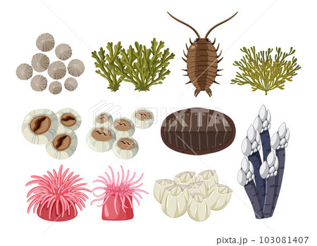 Rocky shore animals collection 103081407