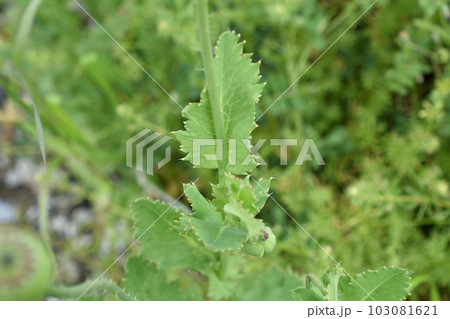 自生アツミゲシの葉と茎の様子（セティゲルム種） 103081621