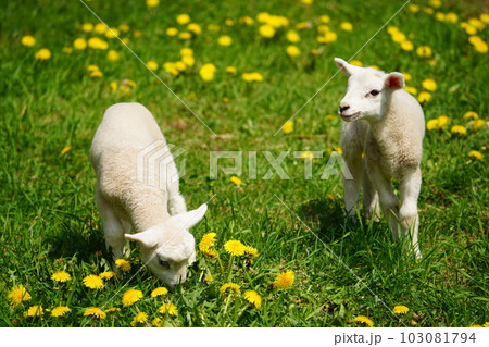 外で遊ぶ子羊 103081794