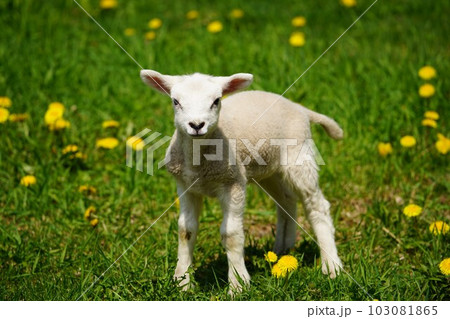 外で遊ぶ子羊 103081865