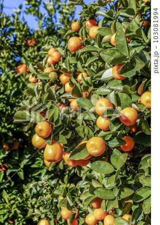 沢山の木付きミカン 103081994