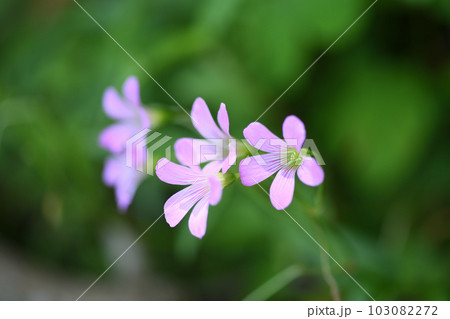 ムラサキカタバミ（紫片喰） 103082272